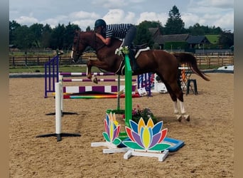 Belgian Warmblood, Gelding, 5 years, 15,3 hh, Chestnut-Red