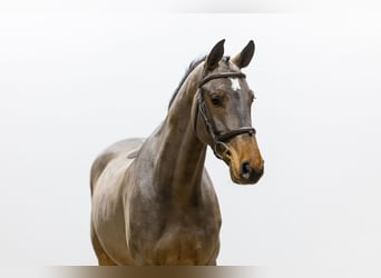 Belgian Warmblood, Gelding, 5 years, 15,3 hh