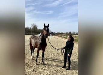 Belgian Warmblood, Gelding, 5 years, 16.1 hh, Bay-Dark