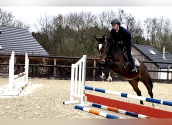 Belgian Warmblood, Gelding, 5 years, 16.1 hh, Bay-Dark