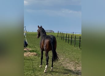 Belgian Warmblood, Gelding, 5 years, 16.1 hh, Bay-Dark
