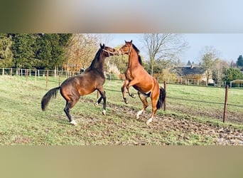 Belgian Warmblood, Gelding, 5 years, 16.1 hh, Bay-Dark