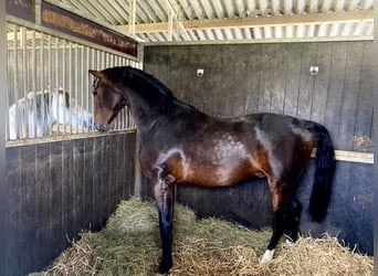 Belgian Warmblood, Gelding, 5 years, 16.1 hh, Bay-Dark