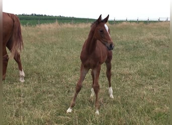 Belgian Warmblood, Gelding, 5 years, 16.1 hh, Bay-Dark