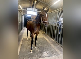 Belgian Warmblood, Gelding, 5 years, 16.1 hh, Bay-Dark