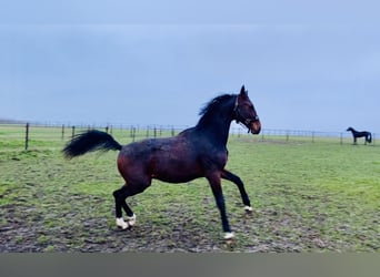 Belgian Warmblood, Gelding, 5 years, 16.1 hh, Bay-Dark