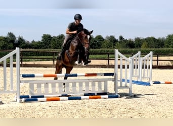 Belgian Warmblood, Gelding, 5 years, 16.1 hh, Bay-Dark