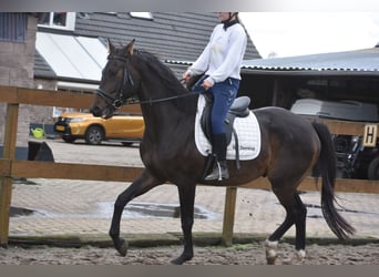 Belgian Warmblood, Gelding, 5 years, 16.1 hh, Bay-Dark