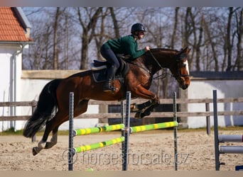 Belgian Warmblood, Gelding, 5 years, 16,1 hh, Brown