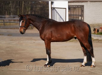 Belgian Warmblood, Gelding, 5 years, 16,1 hh, Brown