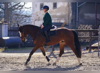 Belgian Warmblood, Gelding, 5 years, 16,1 hh, Brown