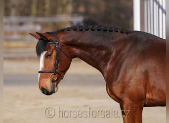 Belgian Warmblood, Gelding, 5 years, 16,1 hh, Brown