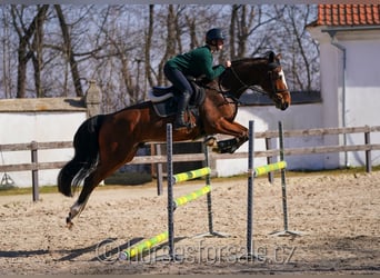 Belgian Warmblood, Gelding, 5 years, 16,1 hh, Brown