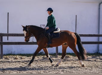 Belgian Warmblood, Gelding, 5 years, 16,1 hh, Brown