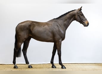 Belgian Warmblood, Gelding, 5 years, 16,1 hh, Brown