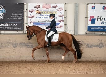 Belgian Warmblood, Gelding, 5 years, 16.1 hh, Chestnut-Red