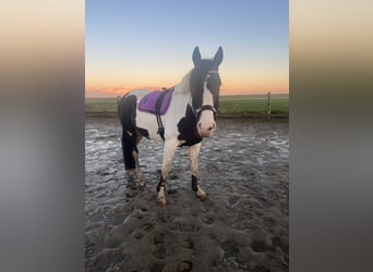 Belgian Warmblood Mix, Gelding, 5 years, 16.1 hh, Pinto