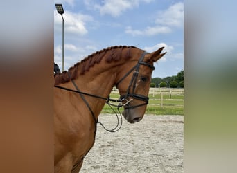 Belgian Warmblood, Gelding, 5 years, 16.2 hh, Chestnut