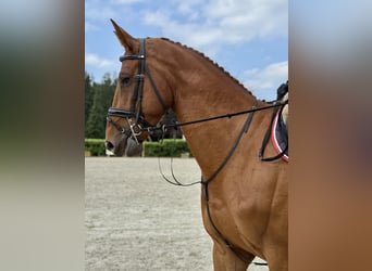 Belgian Warmblood, Gelding, 5 years, 16.2 hh, Chestnut