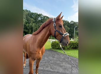 Belgian Warmblood, Gelding, 5 years, 16.2 hh, Chestnut