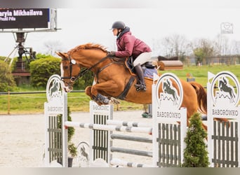 Belgian Warmblood, Gelding, 5 years, 16.3 hh, Chestnut-Red