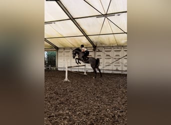 Belgian Warmblood, Gelding, 5 years, 16.3 hh, Gray-Blue-Tan