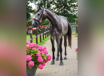 Belgian Warmblood, Gelding, 5 years, 16.3 hh, Gray-Blue-Tan