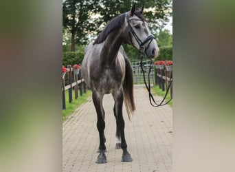 Belgian Warmblood, Gelding, 5 years, 16.3 hh, Gray-Blue-Tan