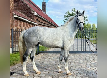 Belgian Warmblood, Gelding, 5 years, 16.3 hh, Grey-Blue-Tan