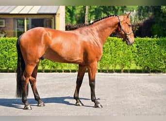 Belgian Warmblood, Gelding, 5 years, 16 hh, Brown