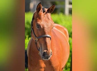 Belgian Warmblood, Gelding, 5 years, 16 hh, Brown