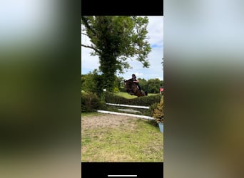 Belgian Warmblood, Gelding, 5 years, 16 hh, Brown