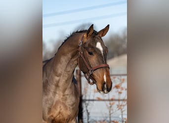 Belgian Warmblood, Gelding, 5 years, 16 hh, Brown