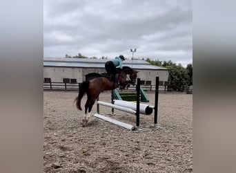 Belgian Warmblood, Gelding, 5 years, 16 hh, Brown