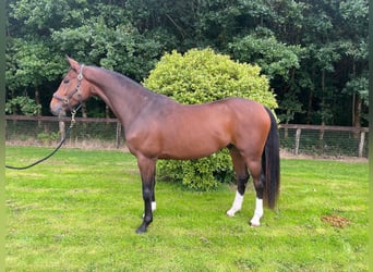 Belgian Warmblood, Gelding, 5 years, 16 hh, Brown