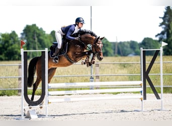 Belgian Warmblood, Gelding, 5 years, 16 hh, Brown