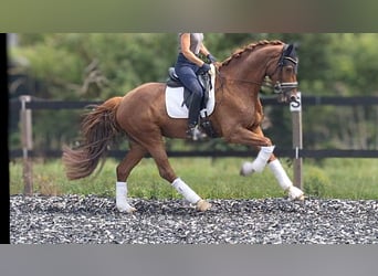 Belgian Warmblood, Gelding, 5 years, 16 hh, Chestnut