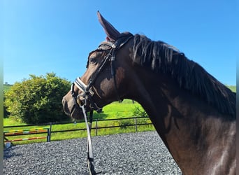 Belgian Warmblood, Gelding, 5 years, 16 hh, Chestnut