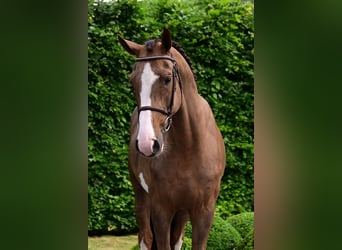 Belgian Warmblood, Gelding, 5 years, 16 hh, Chestnut-Red