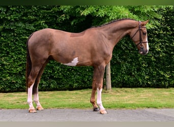 Belgian Warmblood, Gelding, 5 years, 16 hh, Chestnut-Red