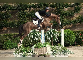 Belgian Warmblood, Gelding, 5 years, 16 hh, Chestnut-Red