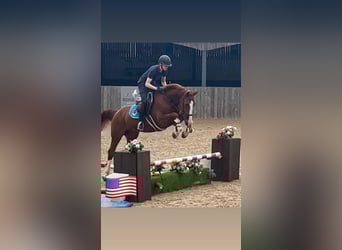 Belgian Warmblood, Gelding, 5 years, 16 hh, Chestnut-Red