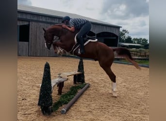 Belgian Warmblood, Gelding, 5 years, 16 hh, Chestnut-Red