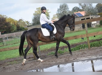 Belgian Warmblood, Gelding, 5 years, 16,1 hh, Bay-Dark