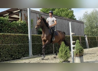 Belgian Warmblood, Gelding, 5 years, 16,1 hh, Brown