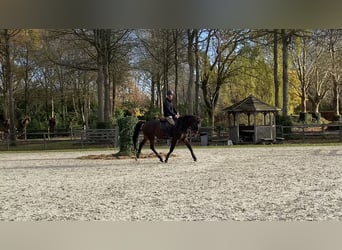 Belgian Warmblood, Gelding, 5 years, 16,1 hh, Brown