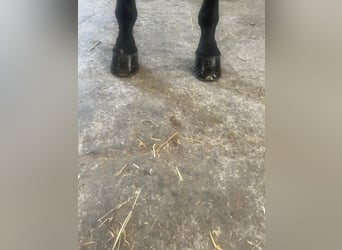 Belgian Warmblood, Gelding, 5 years, 16,2 hh, Bay-Dark