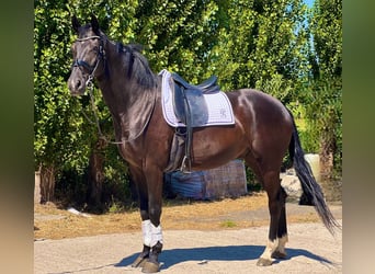 Belgian Warmblood, Gelding, 5 years, 16,2 hh, Bay-Dark