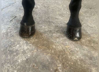 Belgian Warmblood, Gelding, 5 years, 16,2 hh, Bay-Dark