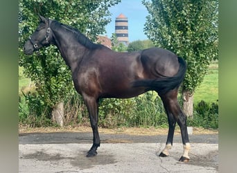 Belgian Warmblood, Gelding, 5 years, 16,2 hh, Bay-Dark
